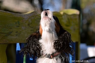 Stop Your Dog from Howling When You Leave: Proven Strategies