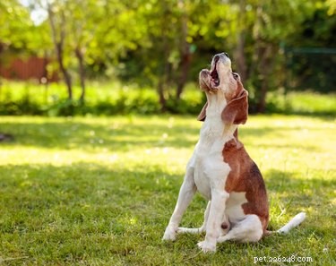 Stop Your Dog from Howling When You Leave: Proven Strategies