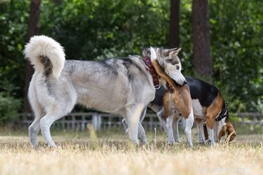 How to Stop Your Dog from Biting Other Dogs’ Tails – Effective Training Tips