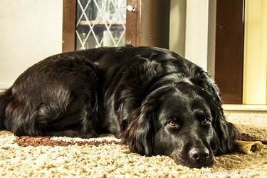 How Vinegar Can Help Prevent Your Dog from Peeing in Unwanted Places
