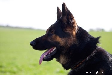 What Causes Dogs to Vomit After Panting?