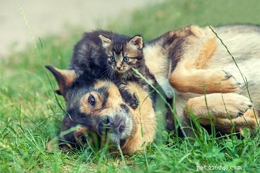 Preventing Dog‑Kitten Carrying: How to Keep Your Pets Safe