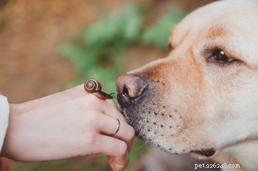 Safeguard Your Dog: Proven Ways to Prevent Snail Consumption