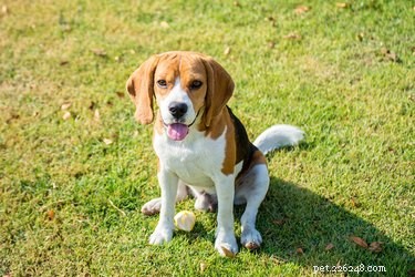 Lumbar Vertebra Subluxation in Dogs: Causes, Symptoms, and Treatment
