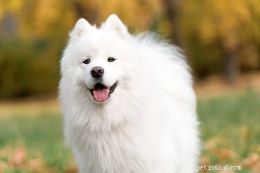Top Health Concerns for American Eskimo Dogs