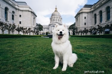 Top Health Concerns for American Eskimo Dogs