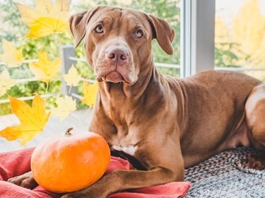 Dog Neutering: How Long Does the Procedure Take?