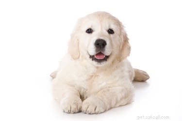 Why Dogs Lie With Legs Behind: The Normal Sploot Position Explained
