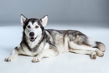 Why Dogs Lie With Legs Behind: The Normal Sploot Position Explained
