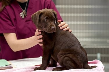 Puppy Hypocalcemia: Recognizing Symptoms and Prompt Treatment