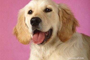 Understanding and Managing Asthma in Puppies