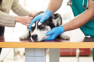Understanding Canine Hyperthyroidism: Symptoms, Diagnosis, and Treatment