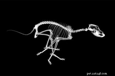 How Many Bones Does a Dog Have? Discover the Exact Count and Its Importance