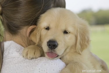 Choosing a New Companion After Your Dog Passes: A Thoughtful Guide