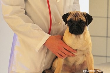 Understanding and Managing Epilepsy in Puppies: Signs, Diagnosis, and Care