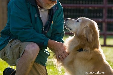Understanding Canine Keratosis: Causes, Symptoms & Management