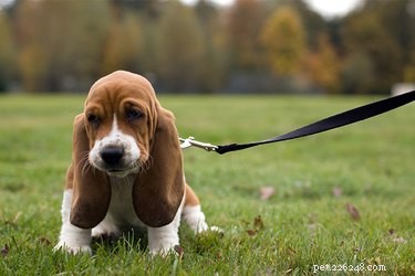 Bringing Home a Basset Hound Puppy: What You Need to Know