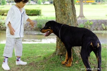 How to Stop Your Dog from Jumping on Kids: Training Tips