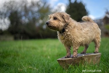 Norfolk Terriers: Origins, Traits, and Rich History