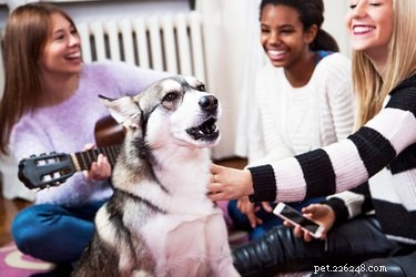How to Train Your Dog to Sing – Proven Techniques for All Breeds