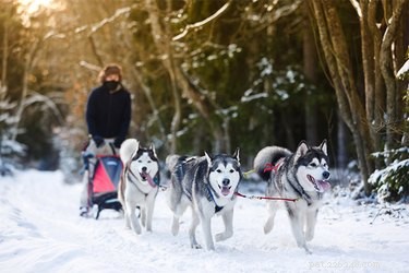 Ensuring the Well‑Being of Sled Dogs: Best Practices & Ethical Standards