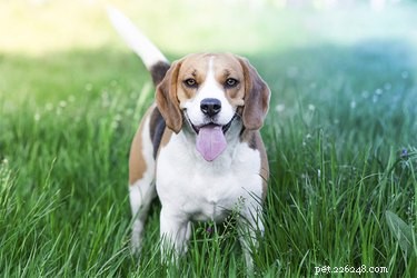 Top Small Short‑Haired Dog Breeds for Apartment Living