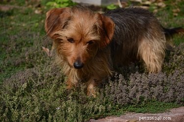 Dachshund–Yorkie Mixes: What to Know About Dorkies