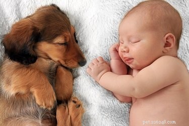 Do Puppies Teethe Like Human Babies? Understanding Puppy Teething & Relief
