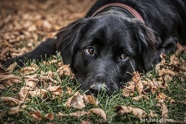 Flat-Coated Retrievers vs. Black Labs: Which Sport Dog Suits You?
