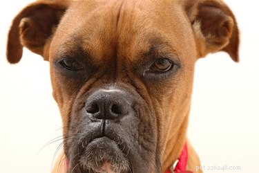 Prevent Your Dog From Getting Angry: Expert Tips to Keep Them Calm