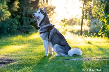 Do Huskies Get Along With Other Pets? Expert Insights