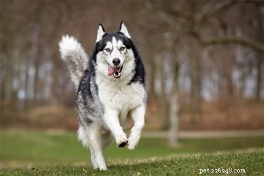 Do Huskies Get Along With Other Pets? Expert Insights