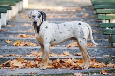 Key Health and Behavioral Challenges in Catahoula Leopard Dogs