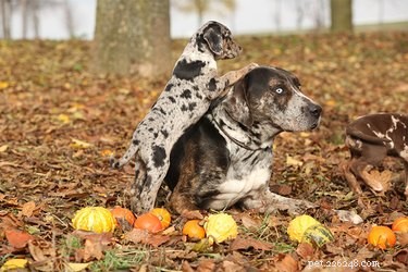 Key Health and Behavioral Challenges in Catahoula Leopard Dogs