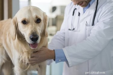 Understanding Canine Lymphedema: Causes, Symptoms, and Care