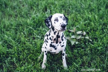 Understanding Dalmatian Health: Common Issues & Prevention Tips