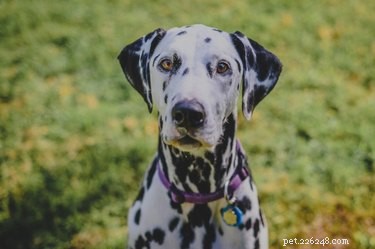 Understanding Dalmatian Health: Common Issues & Prevention Tips