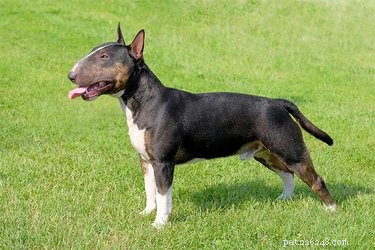 Comprehensive Miniature Bull Terrier Care Guide: Health, Training & Grooming Tips