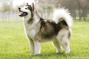 Inuit Working Dog Breeds: History, Roles, and Characteristics