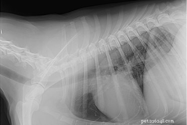 Understanding Canine Spine Anatomy: A Guide for Pet Owners