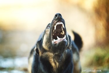 How to Detect Rabies in Your Pet: A Veterinarian s Guide