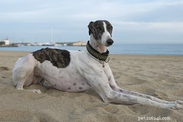 Osteosarcoma in Greyhounds: Early Detection, Risk Factors, and Treatment