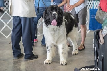 APRI vs. AKC: Which Dog Registration Best Fits Your Needs