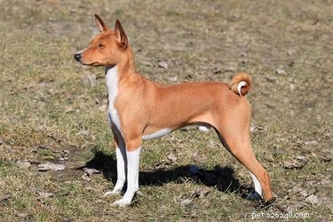 Defining a Medium-Sized Dog: Size Standards & Practical Tips