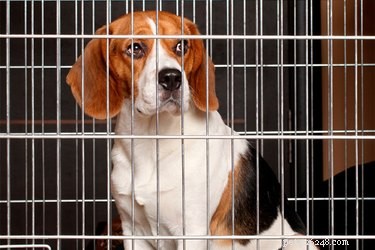 How to Stop Your Dog from Biting During Crate Time