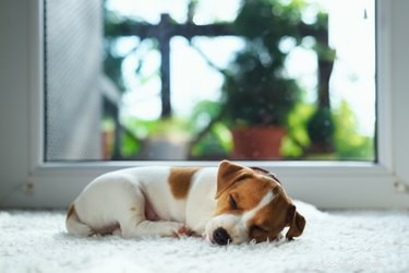What Causes Dogs to Twitch During Sleep (And When to Worry)