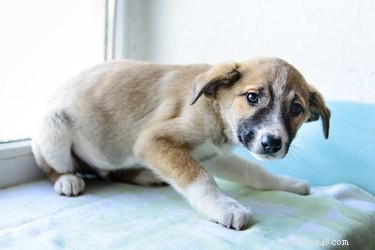 Recognizing Fear in Your Puppy: Key Signs and Solutions