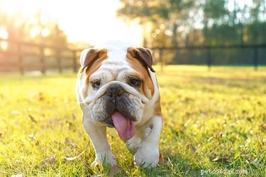 Why Do English Bulldogs Keep Their Tongues Out? Understanding Breathing and Health
