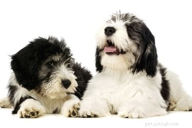 Discover the Heritage of the Polish Lowland Sheepdog: A Loyal & Intelligent Companion