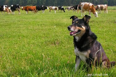Top Dog Breeds for Efficient Cattle Herding